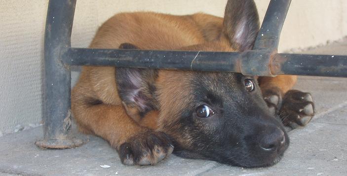 pummi